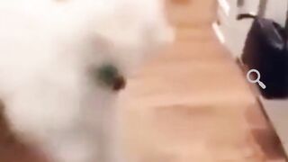 Cats and dogs fighting very funny---- Try not to laugh ---shorts