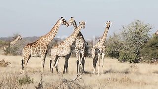 Animals video