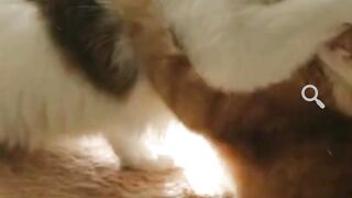 Cute cats fighting and playing - just for laugh - funny video of pets