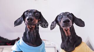 dogs looking for food
