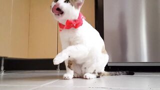 cat Licking their paw