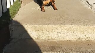Dog Looking around