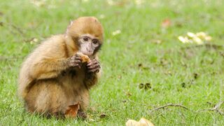 a baby monkey eating