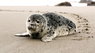 seal on the beach
