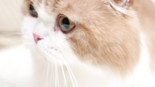 cat on the bed
