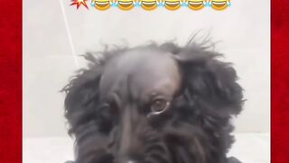 Grooming Gone Wrong!