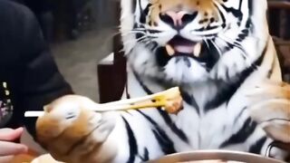 Tiger is tired of hunting, just accept it