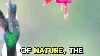 The Hummingbird Drinking Nectar and Feeding Its Chicks