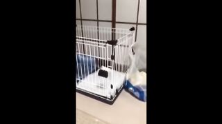 FUNNY CATS 2024 THE BEST JOKES WITH CATS, CATS, ANIMALS, FUNNY VIDEOS