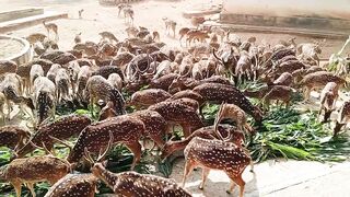 Deers Farm