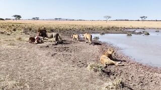 Hot Weather & Animals
