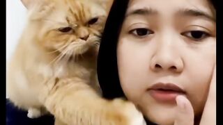 Cat cute