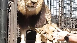 How to Unload LIONS #wildlife #animal #fun