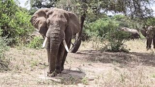 Jumbo Elephant