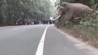 Big Jumbo Elephant Crossing the Road