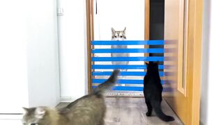 The owner sets up new challenges for the dogs and cats every day