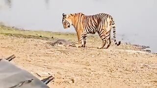 Tiger Hunting Turtle