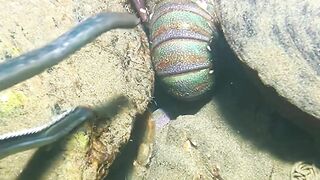 Menangkap lobters y langka