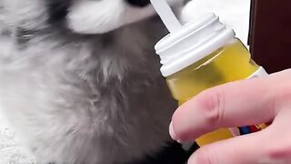 cute penguins when being fed and given water