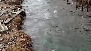 Panen ikan