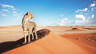 new music-Savana bit - Cheetah in the desert