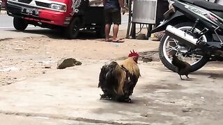 skena chiken real wkwkwk
