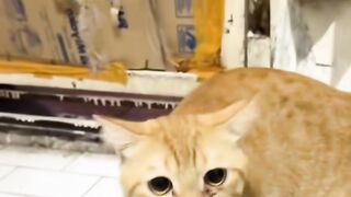 funny girl senpai.funny girl jokes.funny jokes girl and boy.prank video.prank dugonamga.dugonamga sovg'a yasash.funny shorts.funny clips
