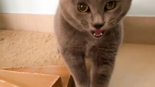 funny girl senpai.funny girl jokes.funny jokes girl and boy.prank video.prank dugonamga.dugonamga sovg'a yasash.funny shorts.funny clips
