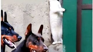 funny girl senpai.funny girl jokes.funny jokes girl and boy.prank video.prank dugonamga.dugonamga sovg'a yasash.funny shorts.funny clips