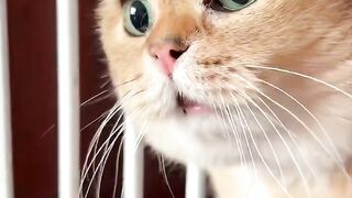 funny girl senpai.funny girl jokes.funny jokes girl and boy.prank video.prank dugonamga.dugonamga sovg'a yasash.funny shorts.funny clips