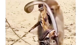 Si monyet yg baik