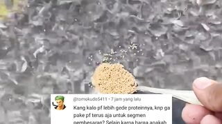 Kenapa pembesaran lele gak pake pelet PF500/PF800 kan tinggi protein