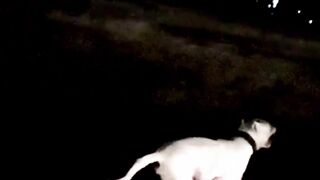 Dogo running