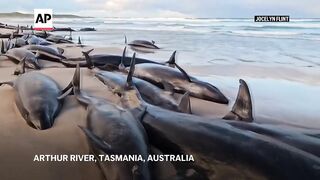 More than 150 false killer whales stranded on Australian beach.