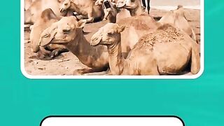 أختبر معلوماتك سؤال وجواب ???? #تابع #للمزيد #❤️