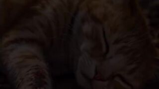 Animation