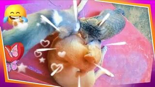 Funniest Cats and Dogs Videos 2024 ???????? Best Funny Animal Videos ???? Funny Pets Zone #joy#pet #cat #fun