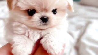 Cute mini puppy(1080P_HD).mp4