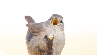 A curruíra canta ao amanhecer