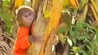 cute banana climbing monkey