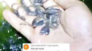 Dari bibit lele ukuran 2-3cm sampai jadi indukan butuh waktu berapa lama❓