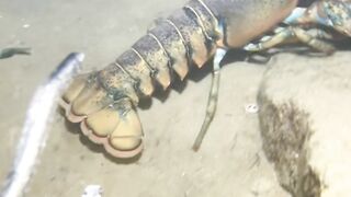 Lobster besar penghuni karang