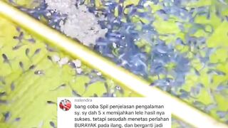 Mijahkan lele tapi hasilnya kecebong, apanya yang salah