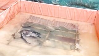 Induk lele juga butuh istirahat cukup setelah melakukan perkawinan