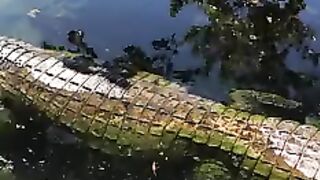 The appearance of the alligator in front of the house