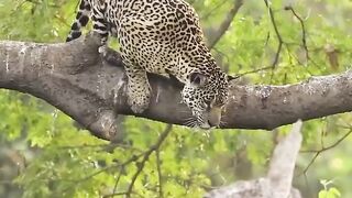 Tiger attacks crocodile