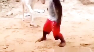 Funy Goat Vs Little Child