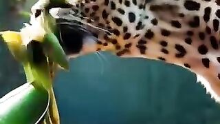 Ai Pro Animal