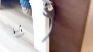 What kind of creatureis this!One of the most beautiful pets.
