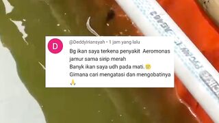 Penyakit Aeromonas, Jamur, dan sirip merah, kita basmi dengan ini